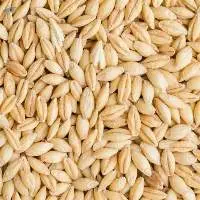 Barley
