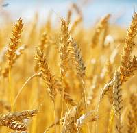 Wheat