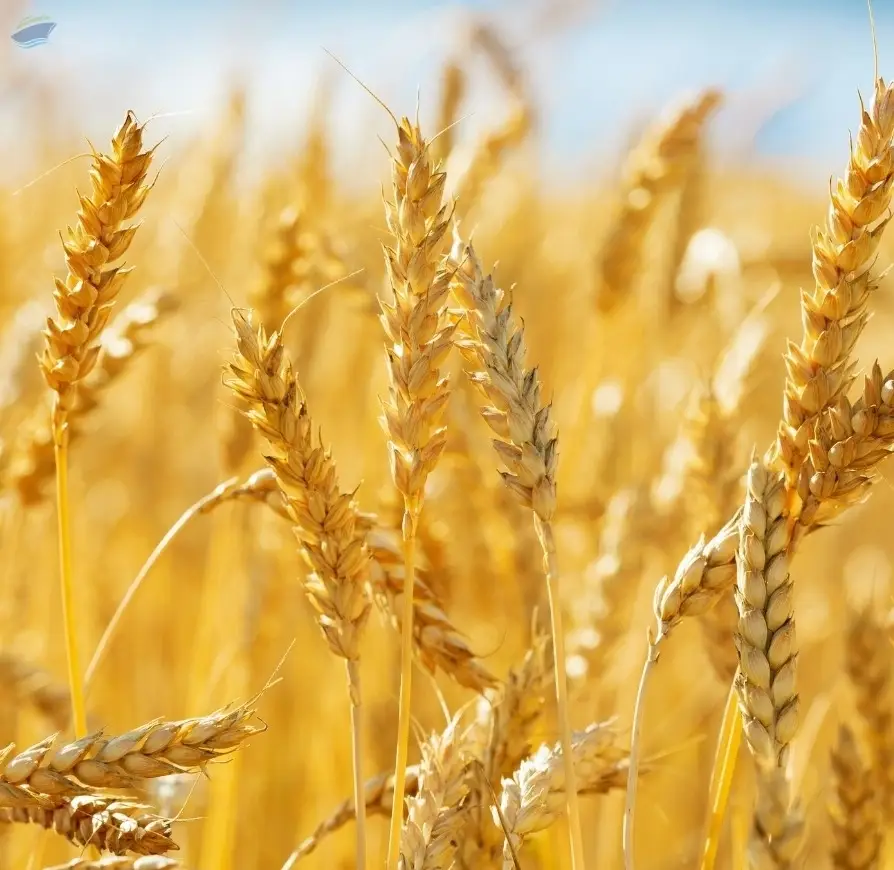 Wheat