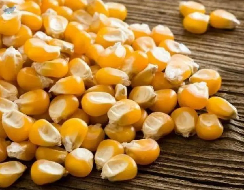 Yellow Corn