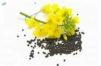 Rapeseeds