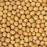 Non MGO Soybeans