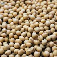Freshly Harvested Non GMO Soybeans