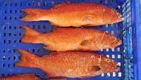 Fresh Fish/ Frozen Fish/Ornamental Fish