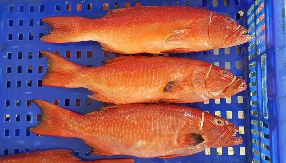 Fresh Fish/ Frozen Fish/Ornamental Fish