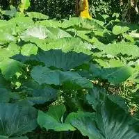 Taro Plantation