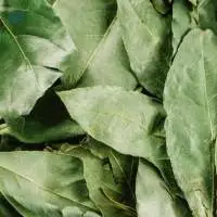 Bay Leaf