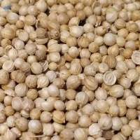 Coriander