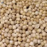 Coriander