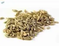 Fennel