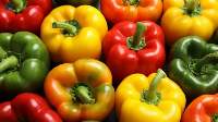 Capsicum