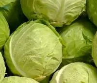 Cabbage
