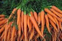 Carrot