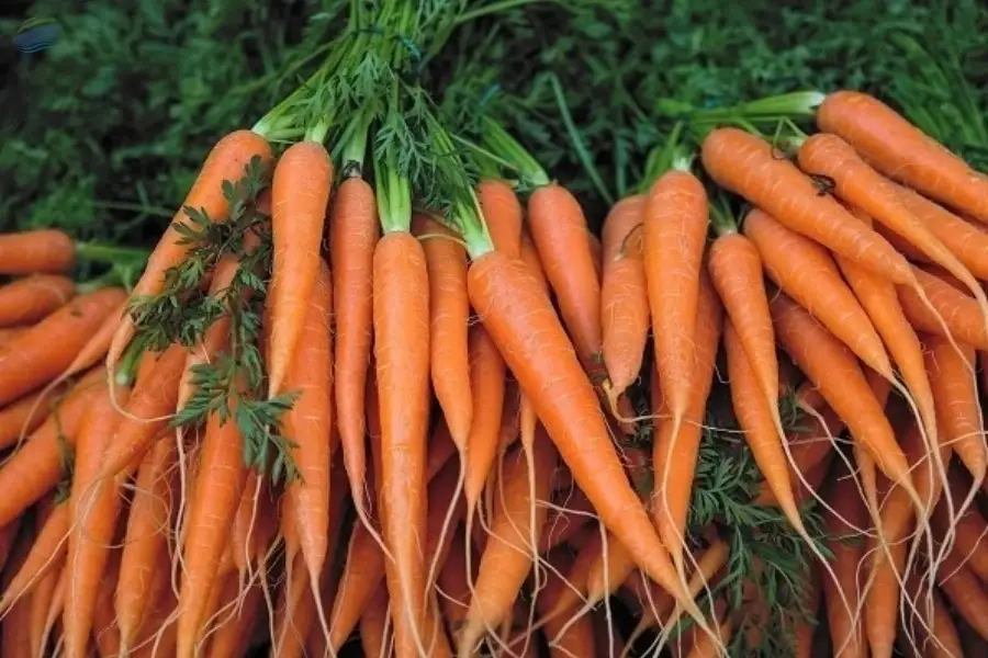 Carrot