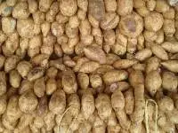 Cilembu Sweet Potato