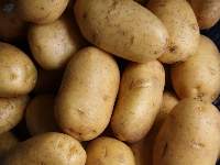 Potato