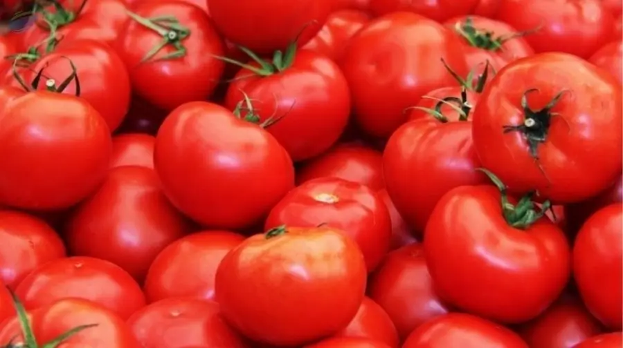 Tomato