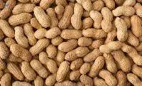 Peanut