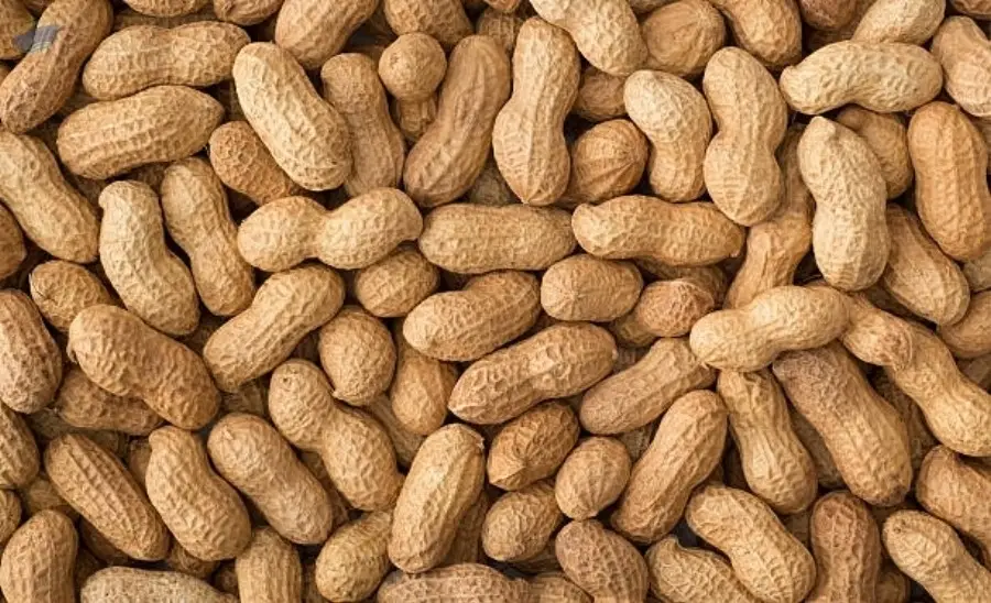 Peanut