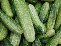 Cucumber