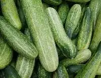 Cucumber