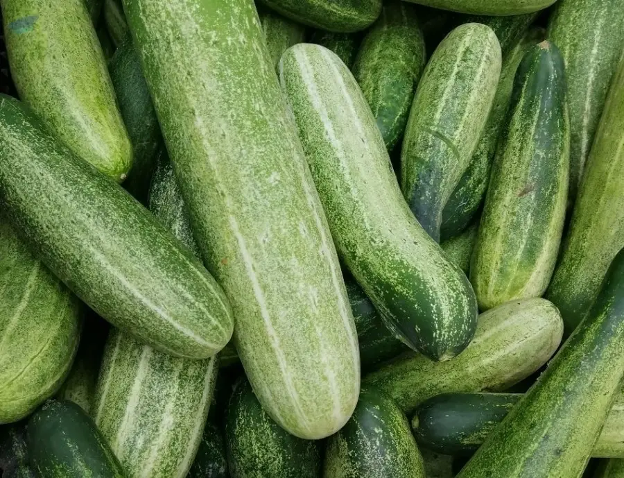 Cucumber