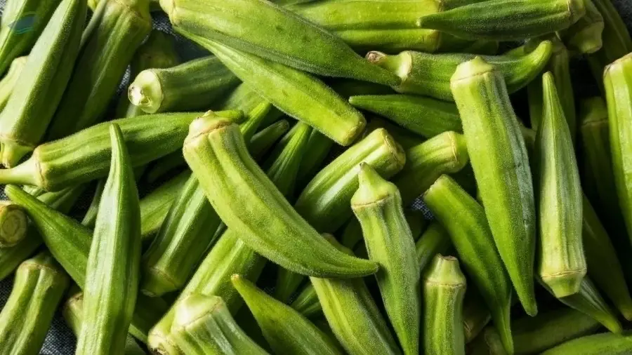 Okra