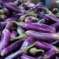 Eggplant