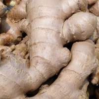 Ginger