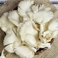 Oyster Mushroom
