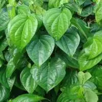 Betel Leaf