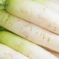 Radish