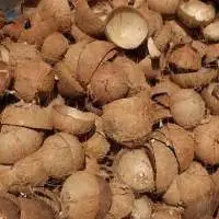 Coconut Shell