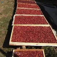 Robusta Grade 1, Natural