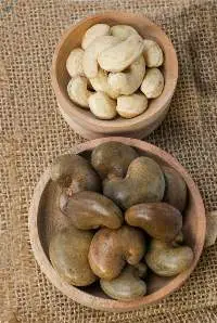 Cashew Nut