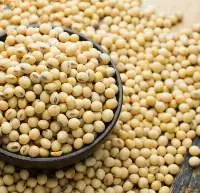 Non Gmo Soybean