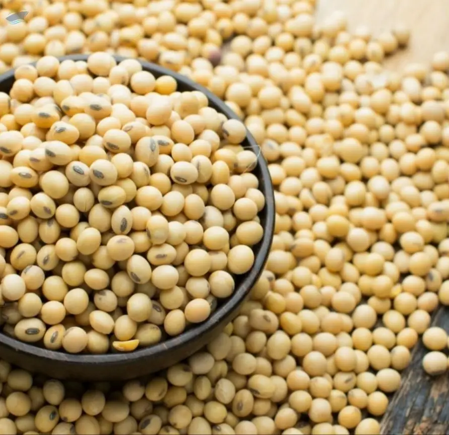 Non Gmo Soybean