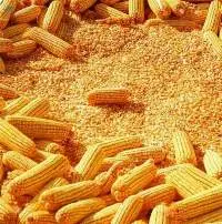 Yellow Corn Non Gmo