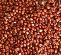 Red Sorghum