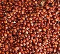 Red Sorghum