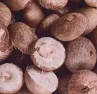 Betel Nuts