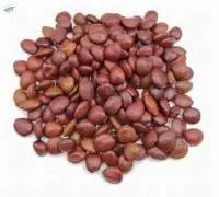 Carob Seeds
