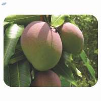 Kent Mangoes