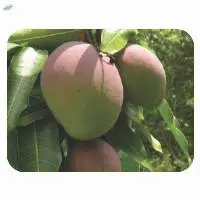 Kent Mangoes