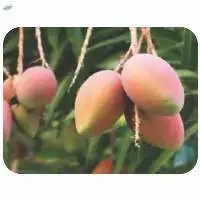 Ngowe Mangoes
