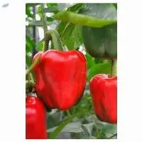 Capsicum