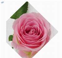 Pink Rose