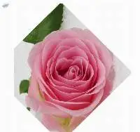 Pink Rose