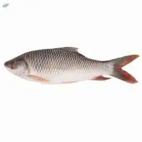 Rohu Fish