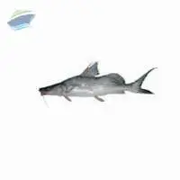 Ayr Fish